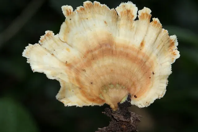 Flabellophora