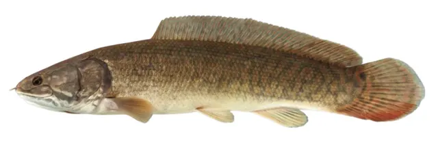 Bowfin