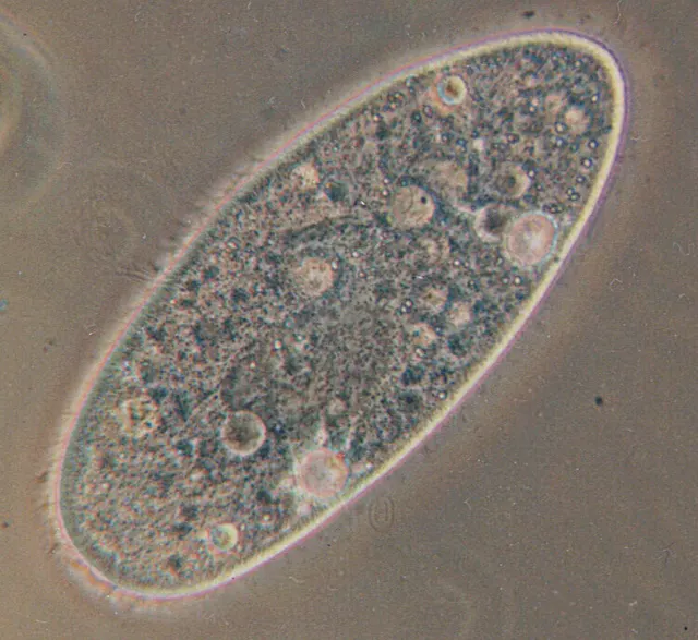 Diaphoretickes