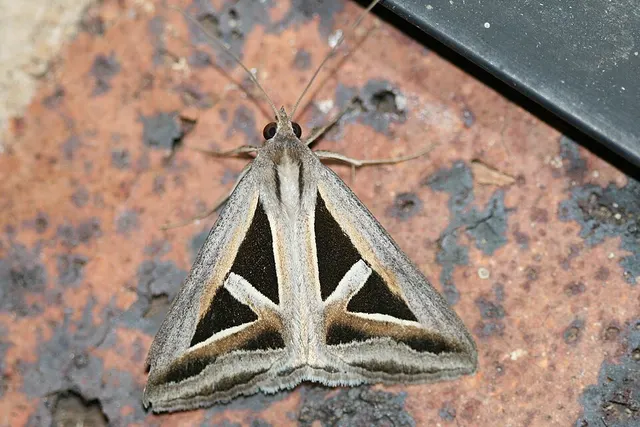 Trigonodes hyppasia