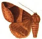Dysgonia interpersa