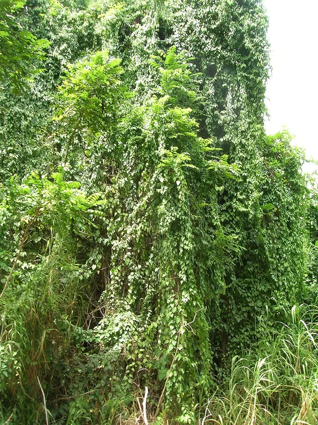 Cissus verticillata