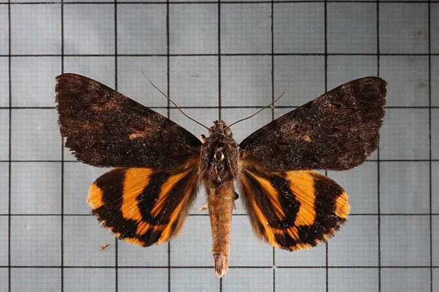 Catocala kuangtungensis