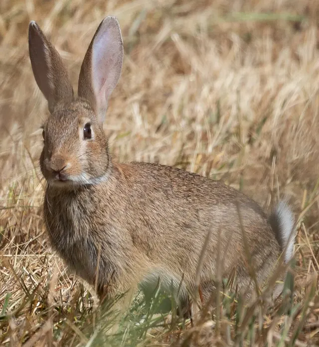 Lapin de garenne' ou Lapin commun