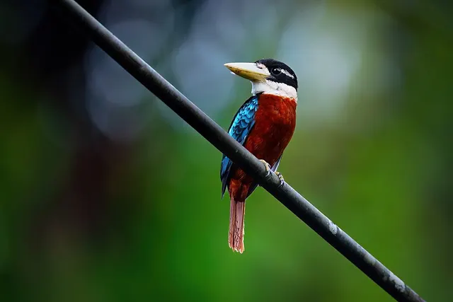 Rufous-bellied kookaburra