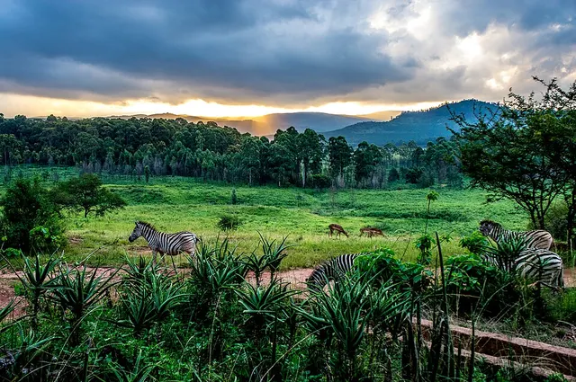 Mlilwane Wildlife Sanctuary