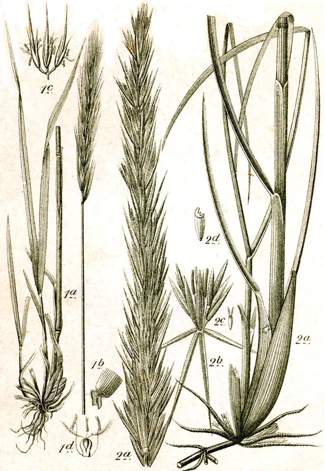Heteranthelium