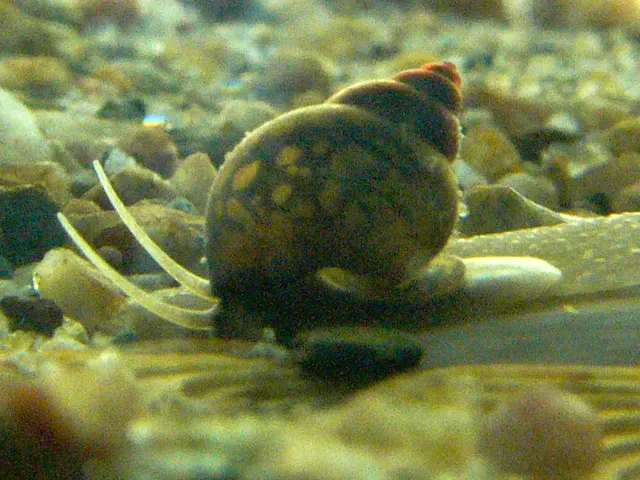 Freshwater snail