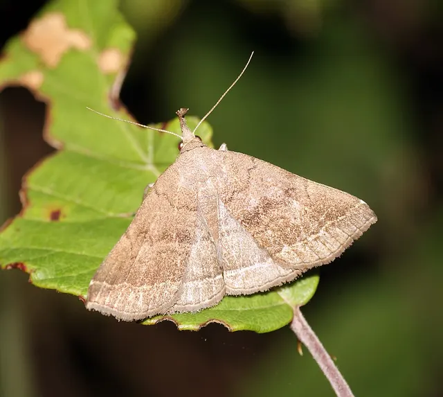 Polypogon plumigeralis