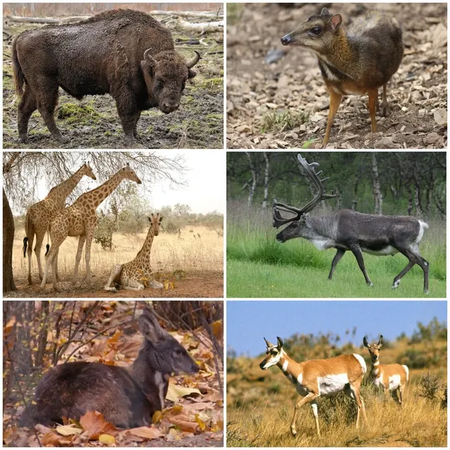 Ruminant