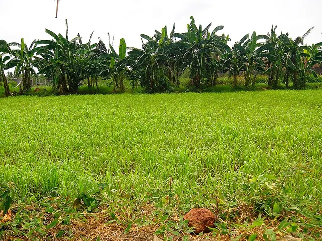 Forage