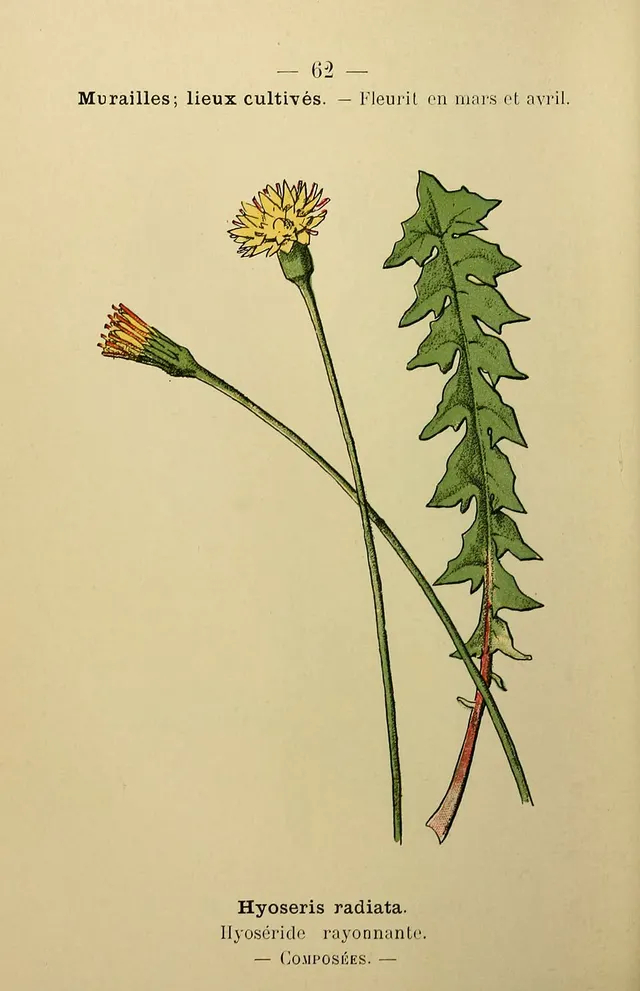 Hyoseris