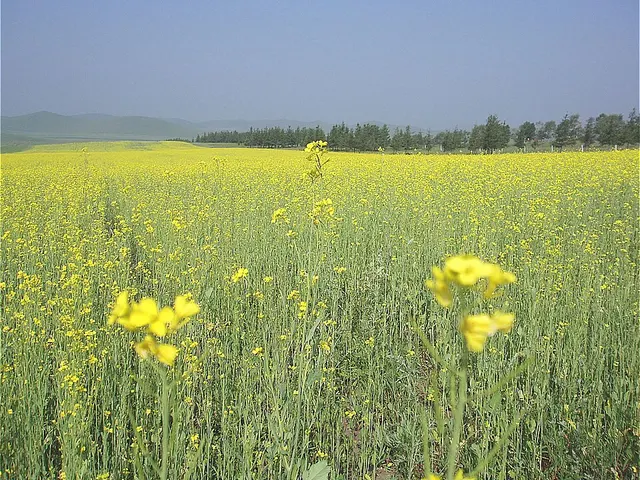 Xian autonome mandchou et mongol de Weichang