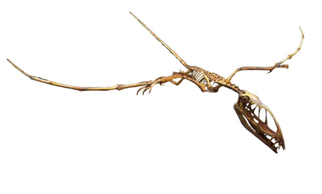 Dimorphodon