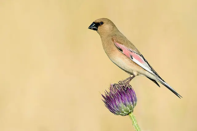 Desert finch