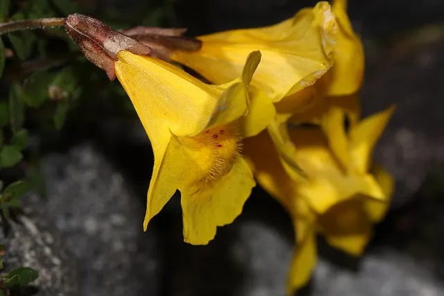 Erythranthe tilingii