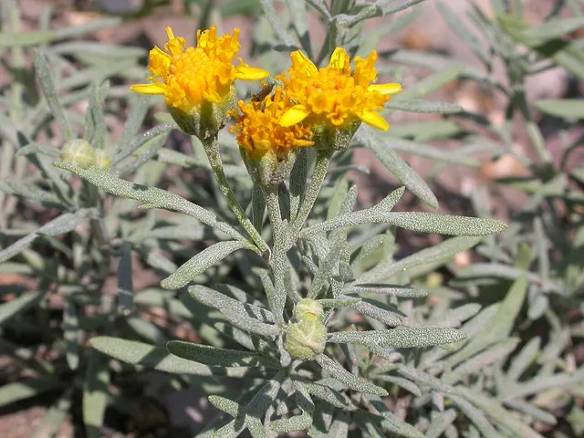 Picradeniopsis