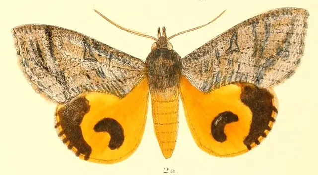 Eudocima cajeta