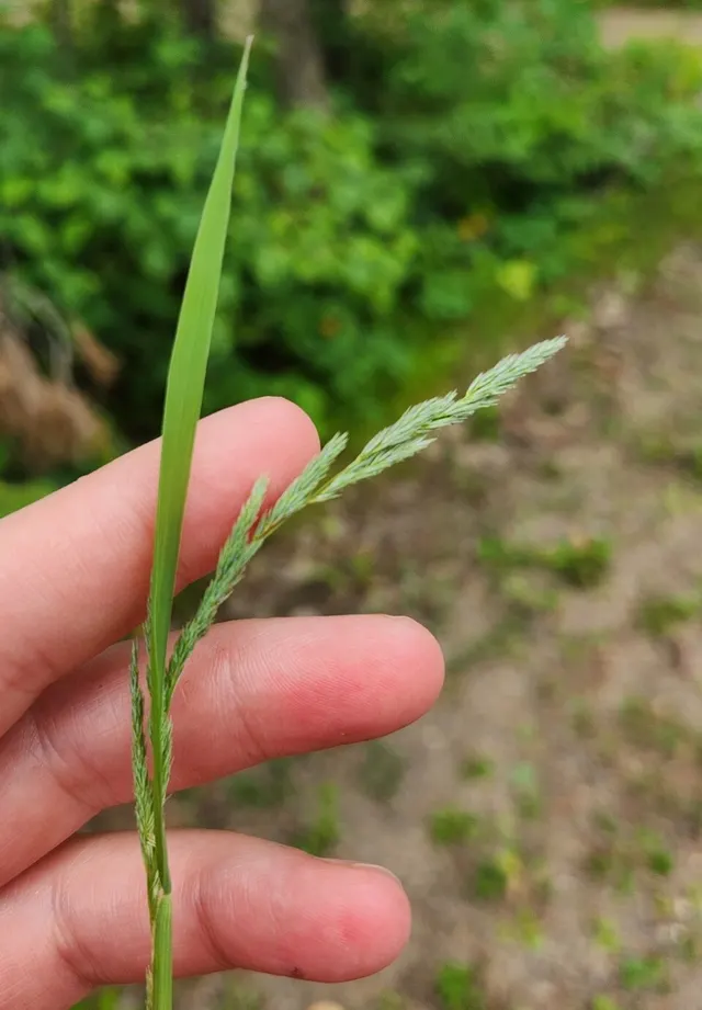 Muhlenbergia mexicana