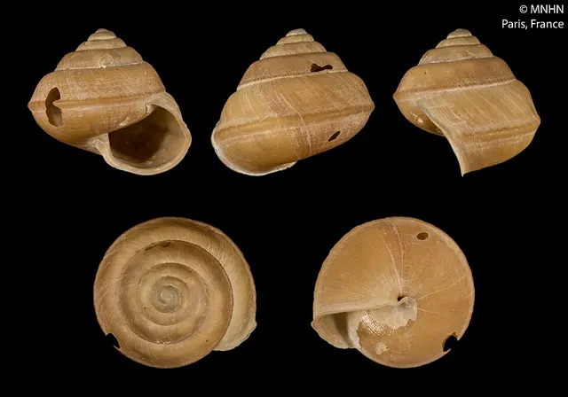 Diastole