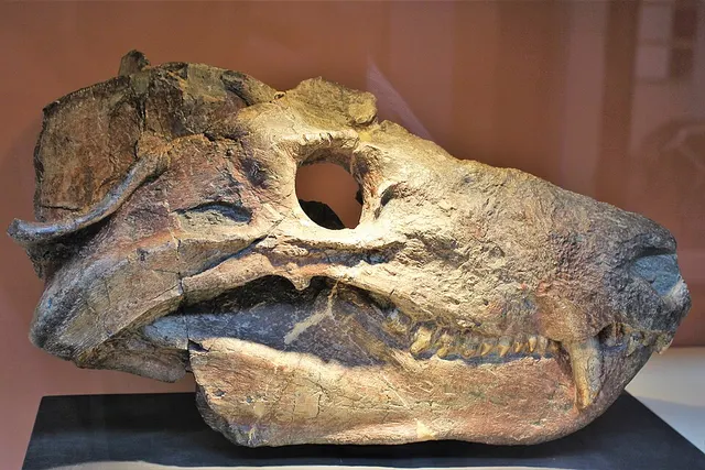 Cynognathus