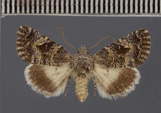Metopoceras kneuckeri