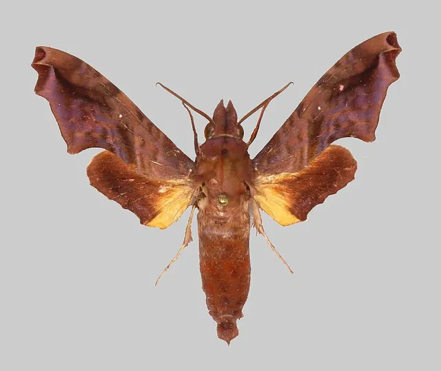 Pseudenyo