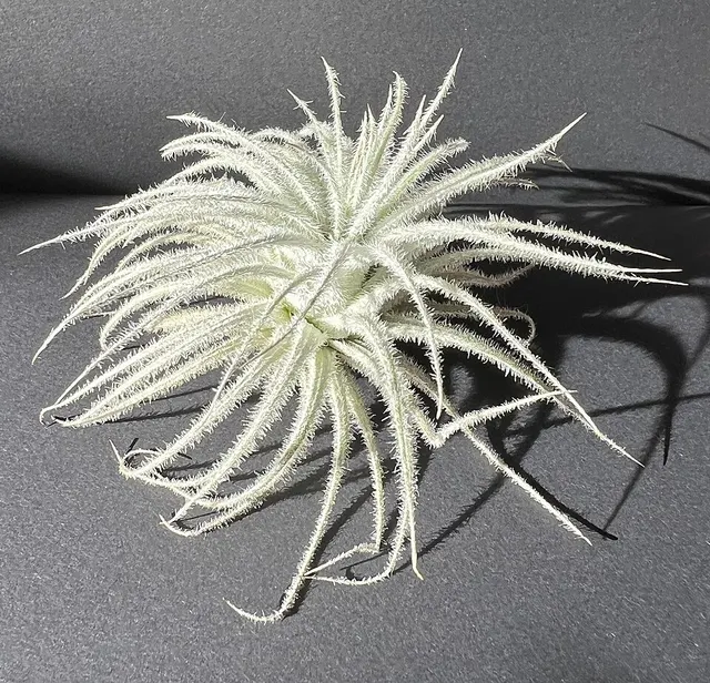 Tillandsia tectorum