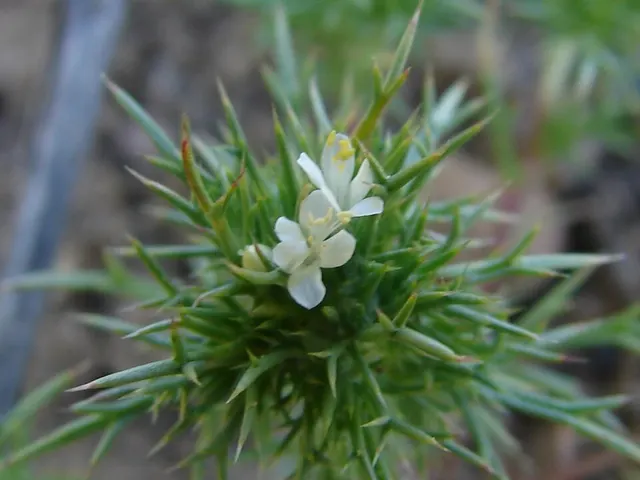 Navarretia intertexta