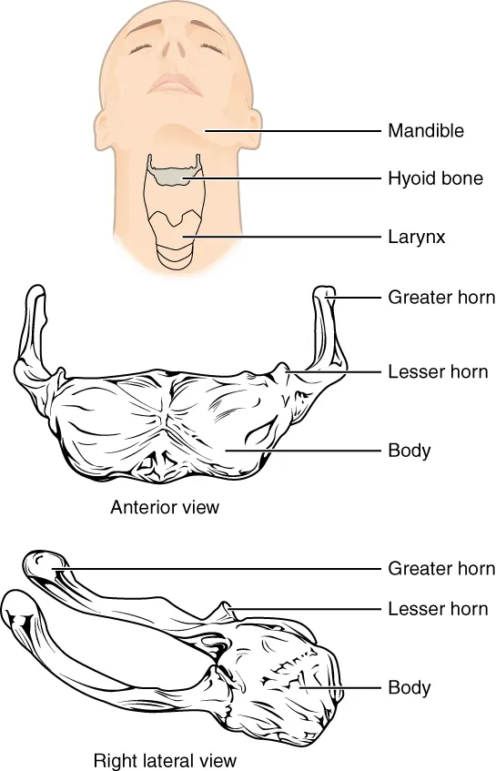 Os hyoïde