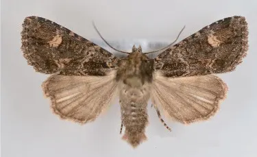 Aseptis binotata