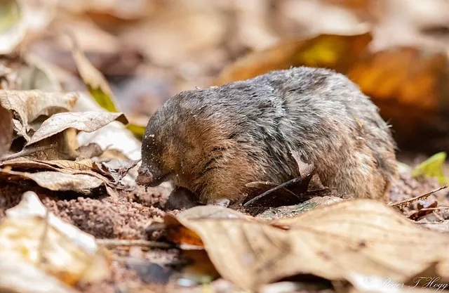 Golden mole