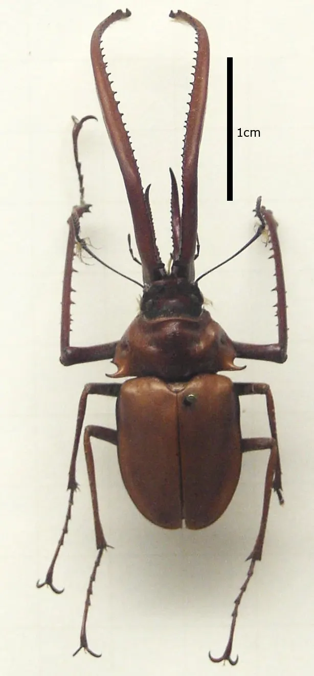 Chiasognathus grantii