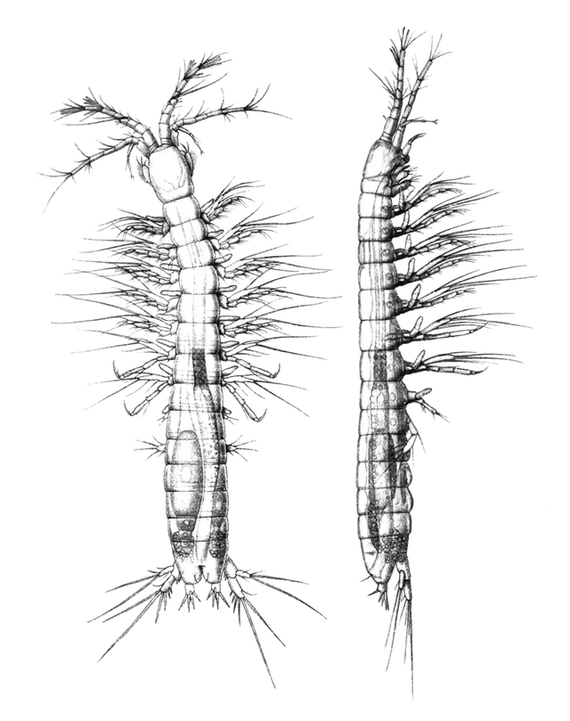 Bathynellacea