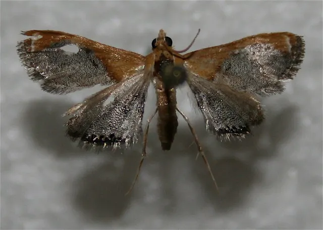Chalcoela iphitalis