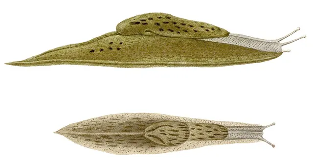 Cryptella