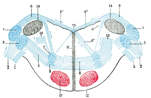 Acoustic tubercle