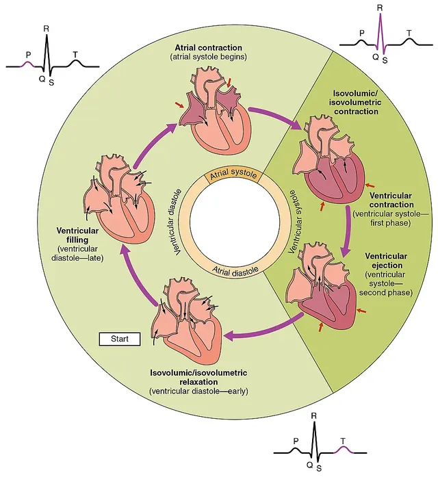 Cardiac cycle