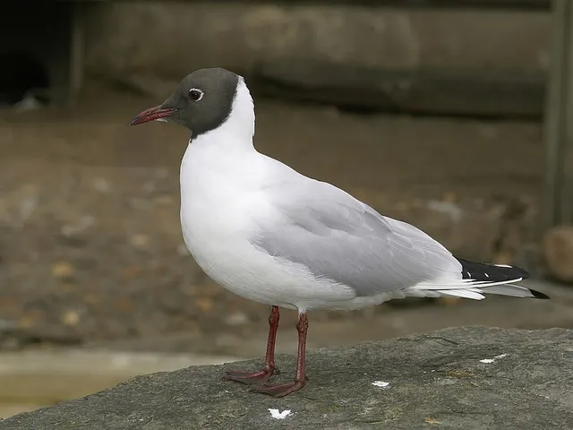 Black-headed gull