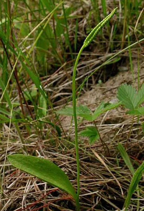 Ophioglossum pusillum