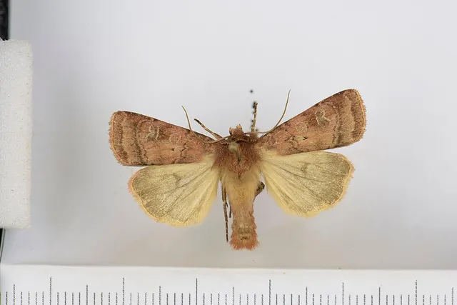 Diarsia florida