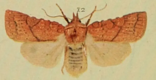 Jodia croceago