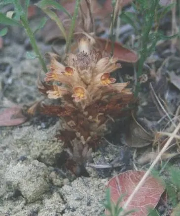 Orobanche parishii