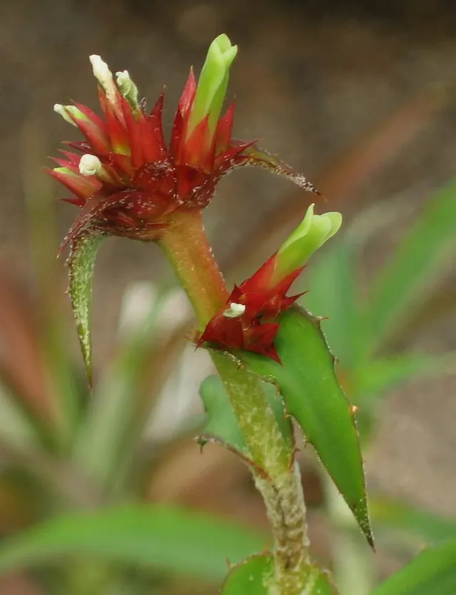 Orthophytum disjunctum
