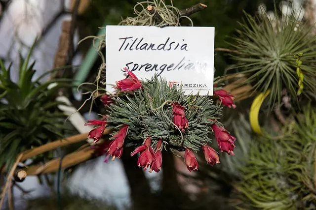 Tillandsia sprengeliana