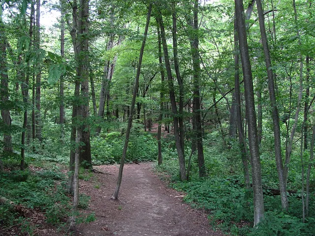 Wilson Mountain Reservation