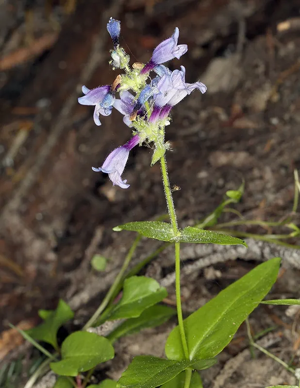 Penstemon anguineus