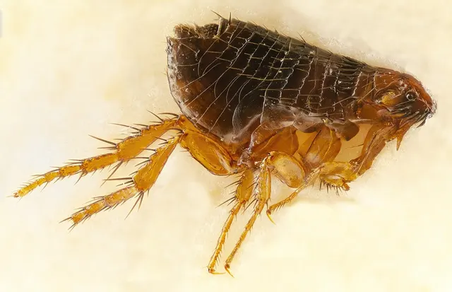 Dog flea
