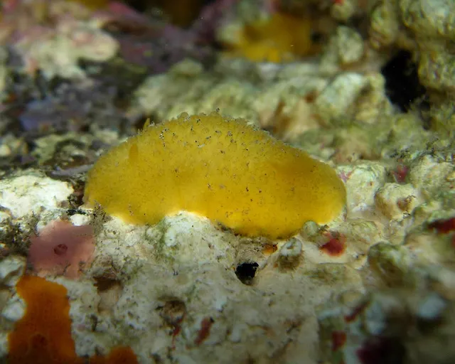 Doriopsis