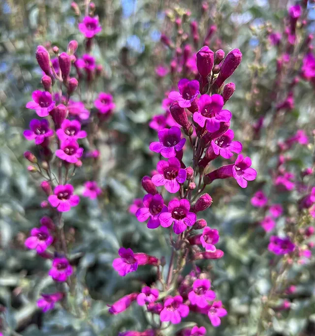 Penstemon clevelandii
